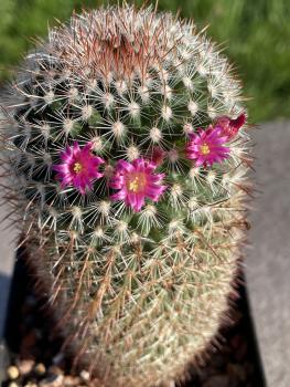 Mammillaria rekoi leptacantha